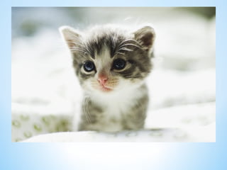 Cute Creatures 