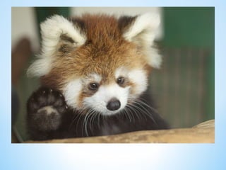 Cute Creatures 
