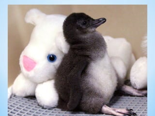Cute Creatures 