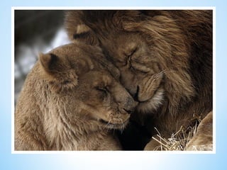 Cute Creatures 