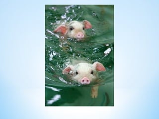 Cute Creatures 