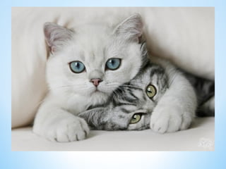 Cute Creatures 