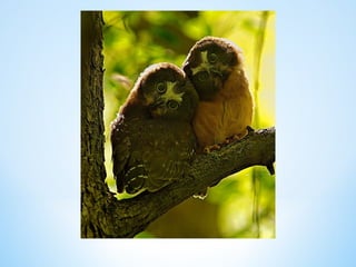 Cute Creatures 