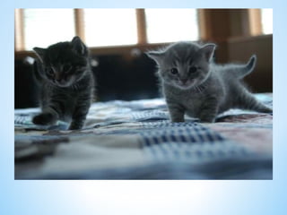 Cute Creatures 
