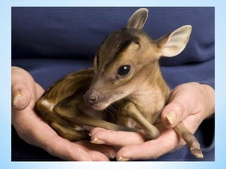 Cute Creatures 