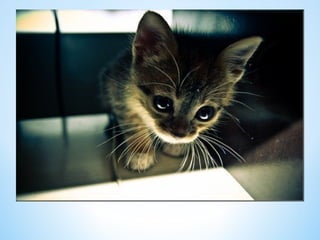 Cute Creatures 