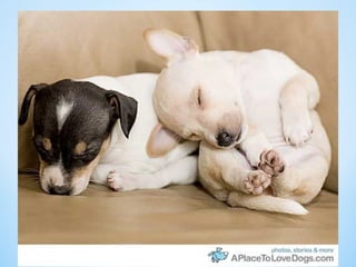 Cute Creatures 