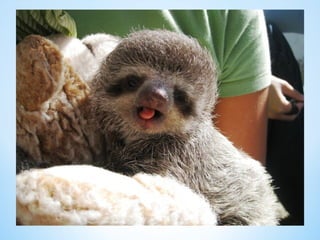 Cute Creatures 