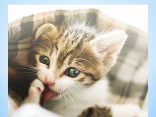 Cute Creatures 