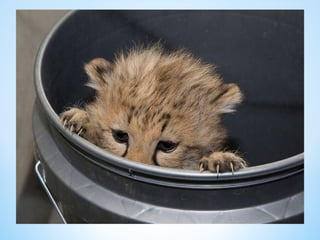 Cute Creatures 