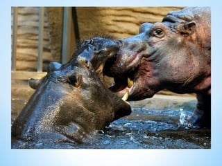 Cute Creatures 