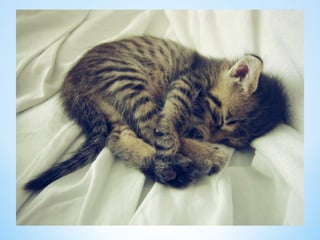 Cute Creatures 
