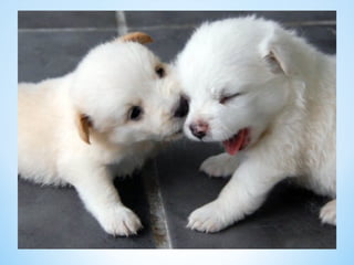Cute Creatures 