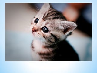 Cute Creatures 