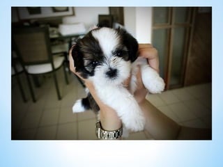 Cute Creatures 