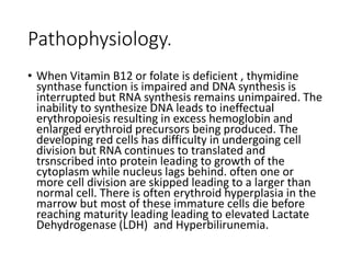 Pathophysiology.
• When Vitamin B12 or folate is deficient , thymidine
synthase function is impaired and DNA synthesis is
interrupted but RNA synthesis remains unimpaired. The
inability to synthesize DNA leads to ineffectual
erythropoiesis resulting in excess hemoglobin and
enlarged erythroid precursors being produced. The
developing red cells has difficulty in undergoing cell
division but RNA continues to translated and
trsnscribed into protein leading to growth of the
cytoplasm while nucleus lags behind. often one or
more cell division are skipped leading to a larger than
normal cell. There is often erythroid hyperplasia in the
marrow but most of these immature cells die before
reaching maturity leading leading to elevated Lactate
Dehydrogenase (LDH) and Hyperbilirunemia.
 