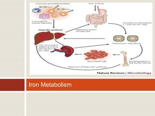 Iron Metabolism
 