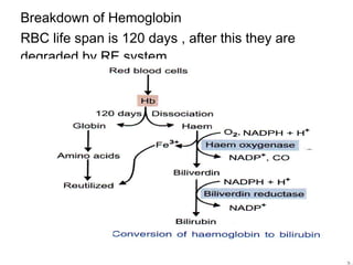 Breakdown of Hemoglobin
RBC life span is 120 days , after this they are
degraded by RE system
 