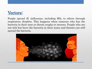Vectors:
People spread H. influenzae, including Hib, to others through
respiratory droplets. This happens when someone who has the
bacteria in their nose or throat coughs or sneezes. People who are
not sick but have the bacteria in their noses and throats can still
spread the bacteria.
 