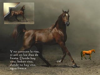 Y no conocen la risa, ni aún en los días de fiesta. Donde hay vino, beben vino, donde no hay vino, agua fresca. 