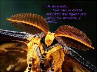 ....He aprendido
Que bajo la coraza
más dura hay alguien que
quiere ser apreciado y
.amado
 