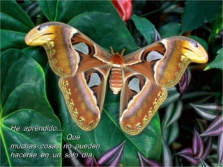 ....He aprendido....He aprendido
QueQue
muchas cosas no puedenmuchas cosas no pueden
hacerse en un sólo díahacerse en un sólo día
 