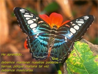 ...He aprendido...He aprendido
QueQue
debemos mantener nuestras palabrasdebemos mantener nuestras palabras
,tiernas porque mañana tal vez,tiernas porque mañana tal vez
.debamos masticarlas.debamos masticarlas
 