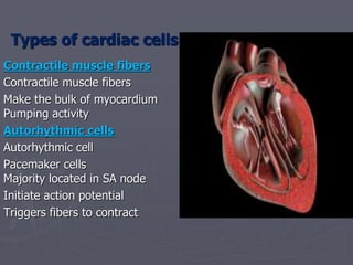 Types of cardiac cells
Contractile muscle fibers
Contractile muscle fibers
Make the bulk of myocardium
Pumping activity
Autorhythmic cells
Autorhythmic cell
Pacemaker cells
Majority located in SA node
Initiate action potential
Triggers fibers to contract
 