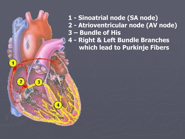 Hear-Conduction-System.ppt