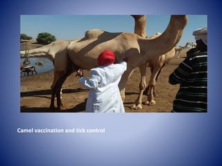 Public Private Partnerships in Animal Health Delivery: Experiences from Kenya