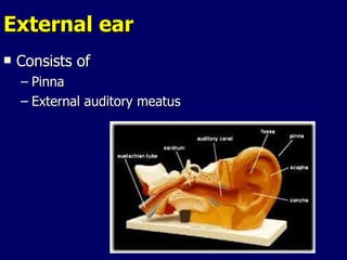 External ear Consists of  Pinna External auditory meatus  