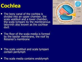 Cochlea The bony canal of the cochlea is divided into an upper chamber, the scala vestibuli and a lower chamber, the scala tympani by the membranous labyrinth also known as the cochlear duct The floor of the scala media is formed by the basilar membrane, the roof by Reissner's membrane The scala vestibuli and scala tympani contain perilymph The scala media contains endolymph 