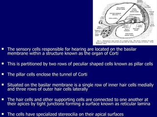 The sensory cells responsible for hearing are located on the basilar membrane within a structure known as the organ of Corti This is partitioned by two rows of peculiar shaped cells known as pillar cells The pillar cells enclose the tunnel of Corti Situated on the basilar membrane is a single row of inner hair cells medially and three rows of outer hair cells laterally The hair cells and other supporting cells are connected to one another at their apices by tight junctions forming a surface known as reticular lamina The cells have specialized stereocilia on their apical surfaces 