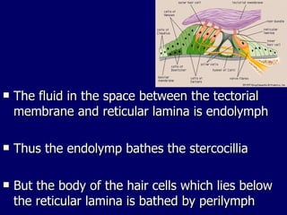 The fluid in the space between the tectorial membrane and reticular lamina is endolymph  Thus the endolymp bathes the stercocillia  But the body of the hair cells which lies below the reticular lamina is bathed by perilymph  