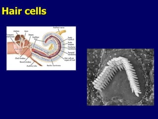 Hair cells 