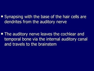 Synapsing with the base of the hair cells are dendrites from the auditory nerve The auditory nerve leaves the cochlear and temporal bone via the internal auditory canal and travels to the brainstem 
