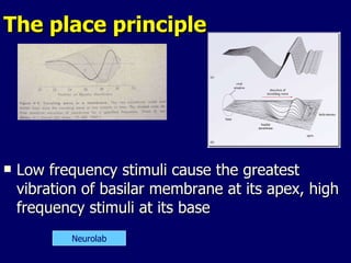 The place principle Low frequency stimuli cause the greatest vibration of basilar membrane at its apex, high frequency stimuli at its base Neurolab 