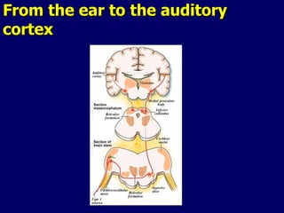 From the ear to the auditory cortex 
