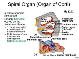Spiral Organ (Organ of Corti) Is where sound is transduced Sensory  hair cells  located on the basilar membrane  1 row of inner cells extend length of basilar membrane Multiple rows of outer hair cells are embedded in  tectorial membrane Fig 10.22 10-56 