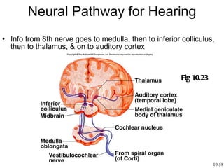 Neural Pathway for Hearing Info from 8th nerve goes to medulla, then to inferior colliculus, then to thalamus, & on to auditory cortex Fig 10.23 10-58 