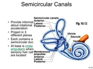 Semicircular Canals Provide information about rotational acceleration Project in 3 different planes Each contains a semicircular duct  At base is  crista   ampullaris  where sensory hair cells are located Fig 10.12 10-42 
