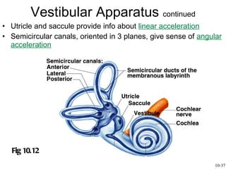 Utricle and saccule provide info about  linear acceleration Semicircular canals, oriented in 3 planes, give sense of  angular acceleration Vestibular Apparatus  continued Fig 10.12 10-37 