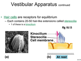 Hair cells  are receptors for equilibrium Each contains 20-50 hair-like extensions called  stereocilia 1 of these is a  kinocilium Vestibular Apparatus  continued Fig 10.13 10-38 
