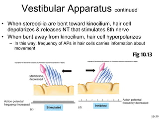 When stereocilia are bent toward kinocilium, hair cell depolarizes & releases NT that stimulates 8th nerve When bent away from kinocilium, hair cell hyperpolarizes In this way, frequency of APs in hair cells carries information about movement Vestibular Apparatus  continued Fig 10.13 10-39 