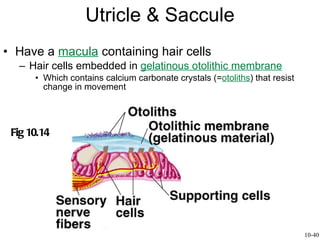 Utricle & Saccule Have a  macula  containing hair cells Hair cells embedded in  gelatinous otolithic membrane Which contains calcium carbonate crystals (= otoliths ) that resist change in movement Fig 10.14 10-40 