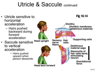 Utricle & Saccule  continued Utricle sensitive to horizontal acceleration Hairs pushed backward during forward acceleration  Saccule sensitive to vertical acceleration Hairs pushed upward when person descends Fig 10.14 10-41 