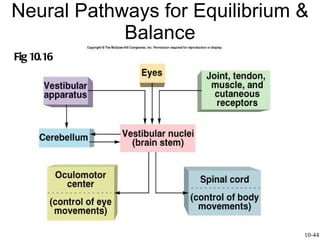 Neural Pathways for Equilibrium & Balance Fig 10.16 10-44 
