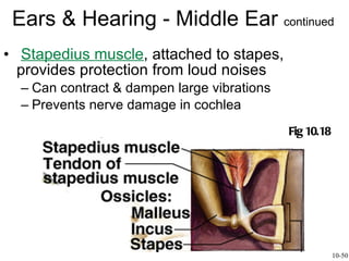 Stapedius muscle , attached to stapes, provides protection from loud noises  Can contract & dampen large vibrations Prevents nerve damage in cochlea Ears & Hearing - Middle Ear  continued 10-50 Fig 10.18 