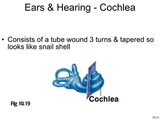 Ears & Hearing - Cochlea Consists of a tube wound 3 turns & tapered so looks like snail shell Fig 10.19 10-51 