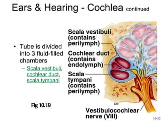Ears & Hearing - Cochlea  continued Tube is divided into 3 fluid-filled chambers Scala vestibuli ,  cochlear duct ,  scala tympani Fig 10.19 10-52 